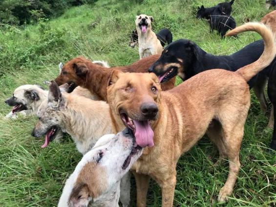 Costa Rica : un paradis pour les chiens abandonnés