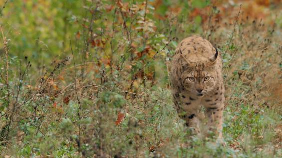 LYNX