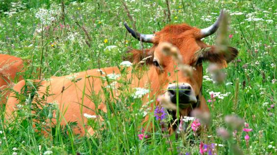 Au bonheur des vaches