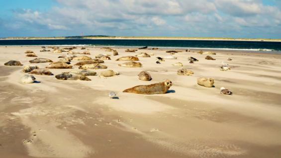 Le petit peuple des rivages