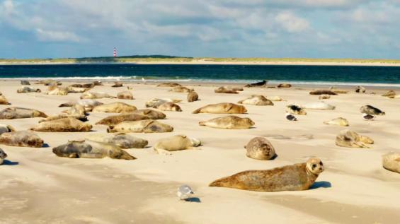 Le petit peuple des rivages