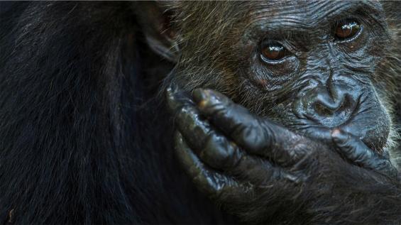 Le chagrin des animaux : Mythes ou réalités ?