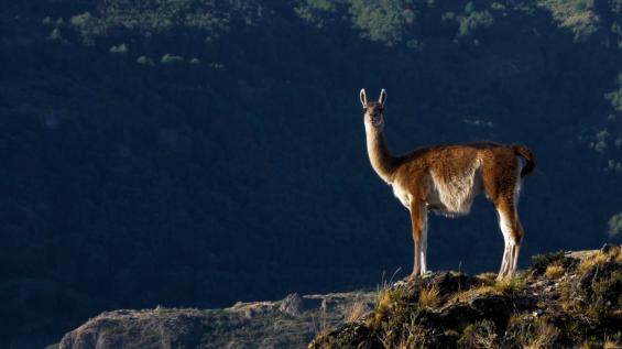 PARQUE PATAGONIA